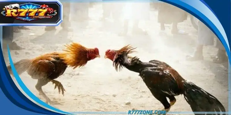 C1 vs C2 cockfighting