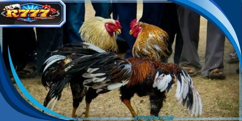 A specialized training facility focusing on high-performance avian conditioning