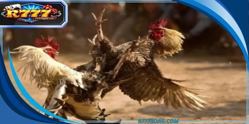 HD cockfighting live