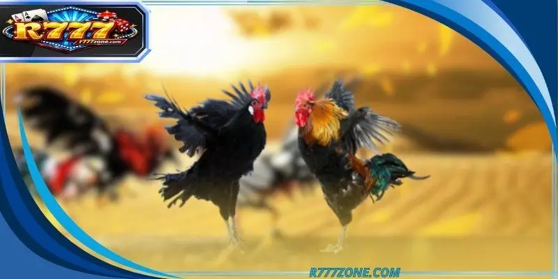 A professional digital interface displaying live cockfighting streams and data