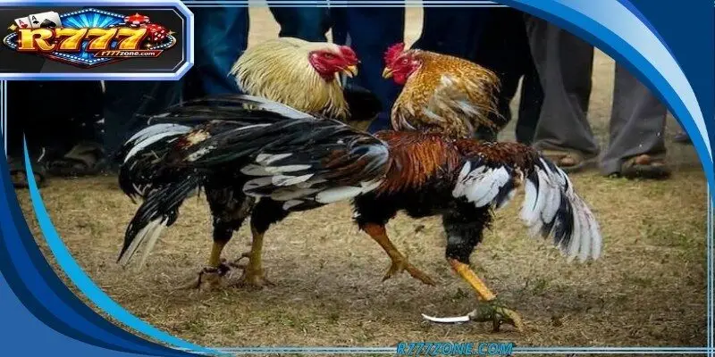 Sabong vs Cambodia cockfight