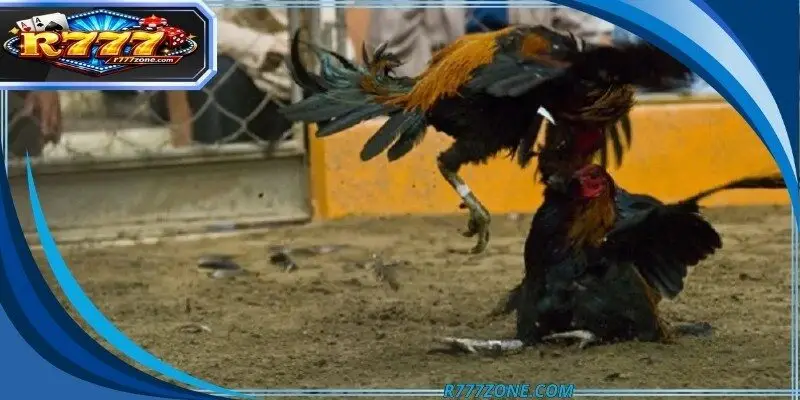 Professional demonstrate the diverse holding techniques for avian athletes